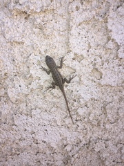 Sceloporus occidentalis longipes