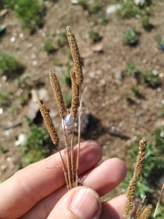 Phleum paniculatum