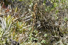 Tillandsia rubella