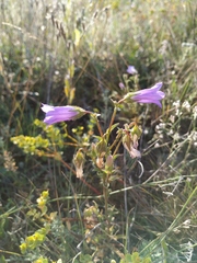 Campanula sibirica taurica