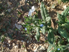 Anchusa arvensis orientalis