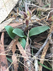 Chiloglottis triceratops