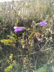 Campanula sibirica taurica