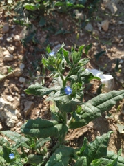 Anchusa arvensis orientalis