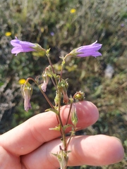 Campanula sibirica taurica