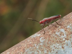 Thunbergia marginata