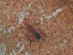 Thunbergia marginata