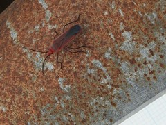 Thunbergia marginata