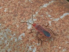 Thunbergia marginata