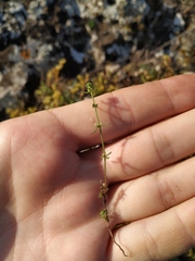 Galium verticillatum