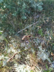 Carex colchica