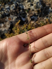 Galium verticillatum