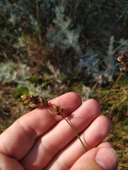 Carex colchica