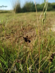 Carex colchica
