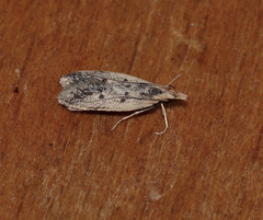 Atheropla decaspila