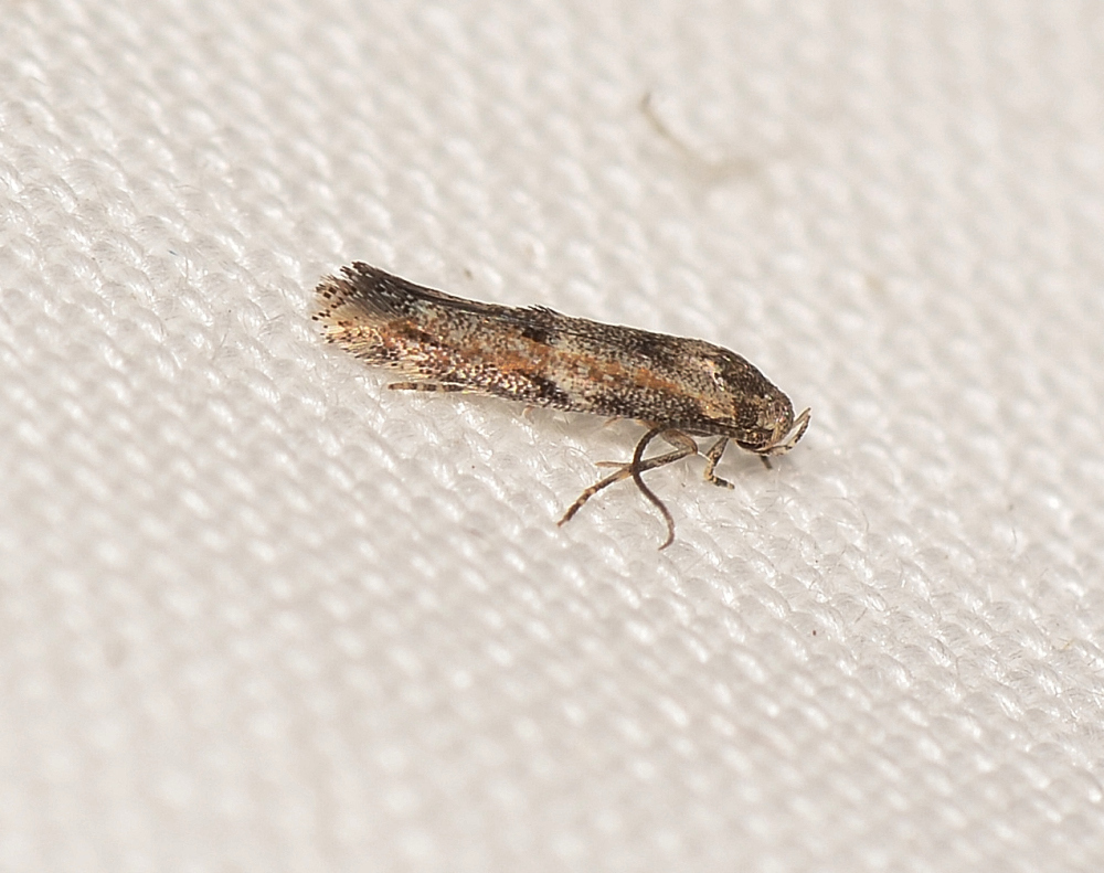 Elachista synethes