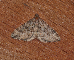 Epyaxa agelasta