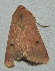 Australothis rubrescens