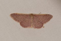 Idaea costaria