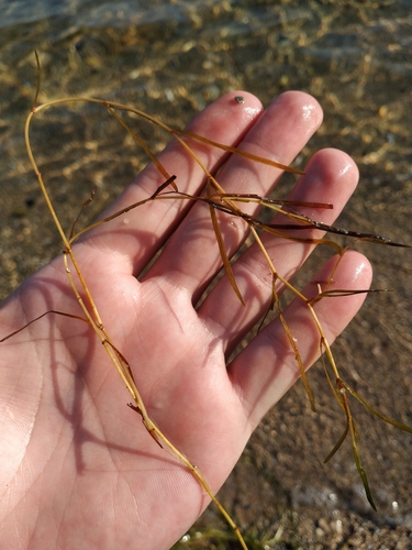 Photo of Dwarf Eelgrass (Zostera noltii)