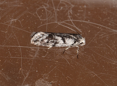 Lichenaula onychotypa