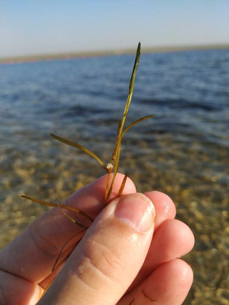 Photo of Dwarf Eelgrass (Zostera noltii)