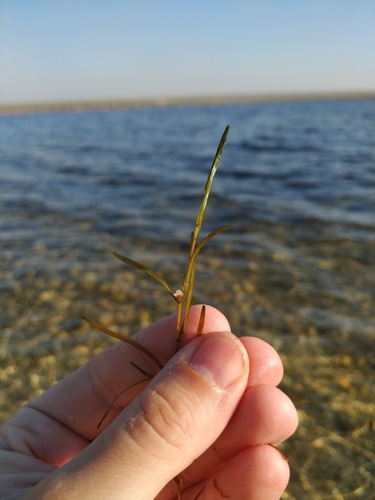 Photo of Dwarf Eelgrass (Zostera noltii)