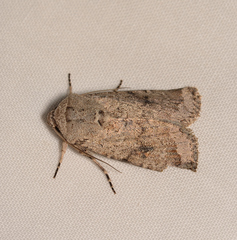 Proteuxoa amaurodes