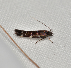 Stagmatophora argyrostrepta