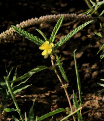 Corchorus confusus