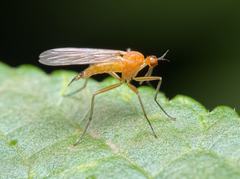 Empis lutea