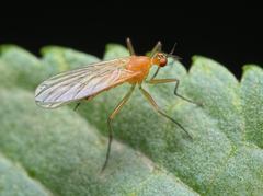 Empis lutea