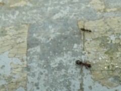 Dolichoderus sibiricus