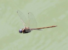 Macrothemis inacuta