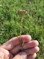 Achillea setacea