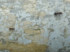 Dolichoderus sibiricus