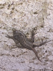 Sceloporus occidentalis longipes