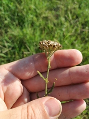 Achillea setacea