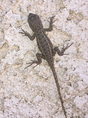 Sceloporus occidentalis longipes