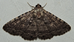 Diatenes aglossoides