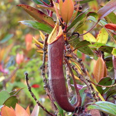 Nepenthes lavicola