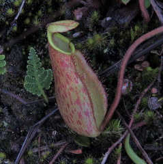 Nepenthes lavicola