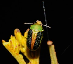 Calomela parilis