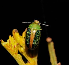 Calomela parilis