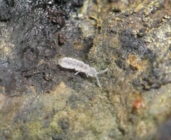 Parisotoma notabilis