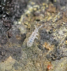 Parisotoma notabilis