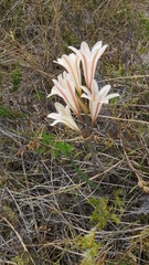 Cyrtanthus clavatus