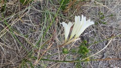Cyrtanthus clavatus