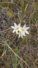Cyrtanthus clavatus