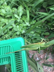 Tettigonia orientalis